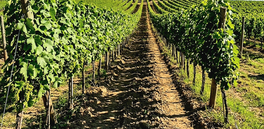 Na predaj pekný viničný domček s vinicou