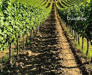 Na predaj pekný viničný domček s vinicou