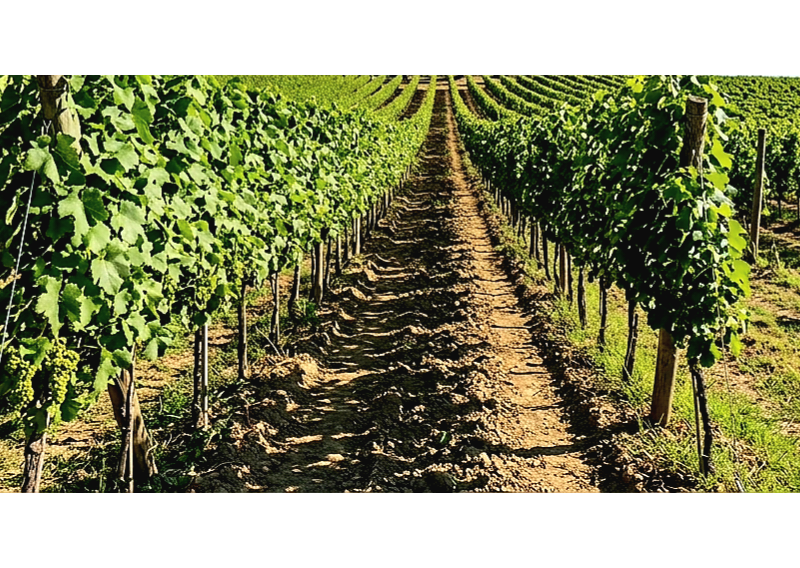Na predaj viničný domček s vinicou v obci Bátorove Kosihy